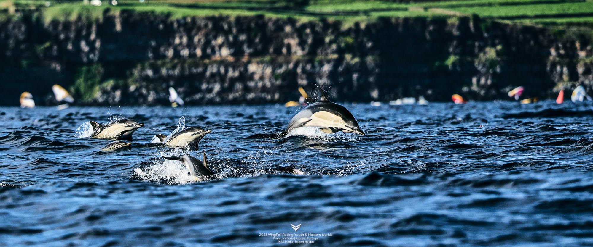 AP displayed. Dolphins on the course! © IWSA media/Robert Hajduk